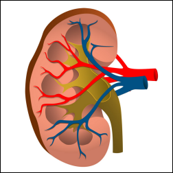 怖い糖尿病性腎症
