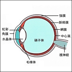 糖尿病性網膜症の原因