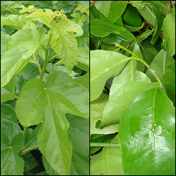 サラシアと桑の葉の効果は？