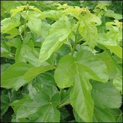 桑の葉の効果は？
