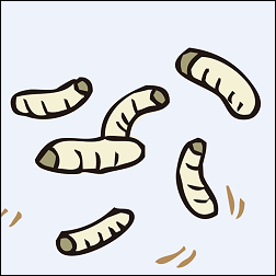 壊疽に対するマゴットセラピー